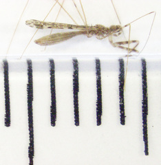 Emesopsis infenestra