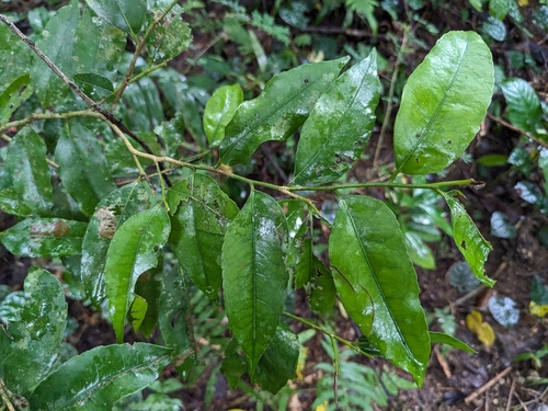 Putranjiva matsumurae iNat (1)