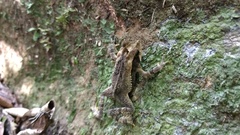 Incilius cavifrons