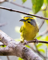 Slaty-Capped Shrike-Vireo photo 2