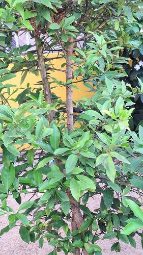 Bananaquit