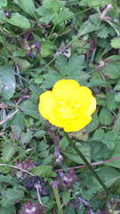 Ranunculus repens