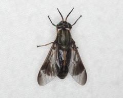 Chrysops univittatus