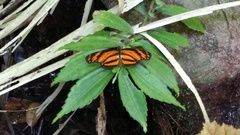 Eresia phillyra phillyra