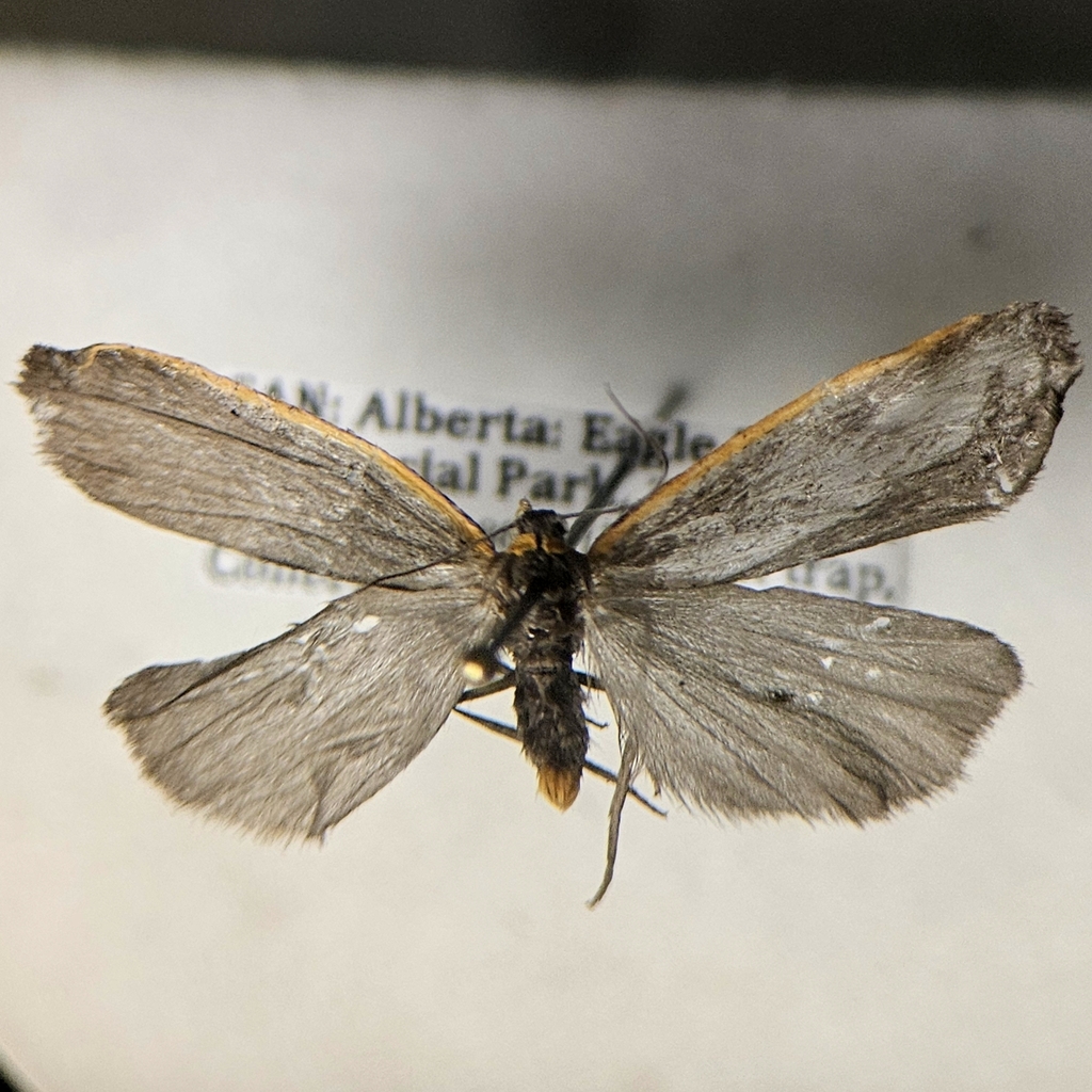 Bicolored Moth