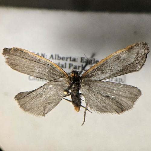 Bicolored Moth