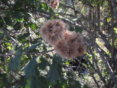 Gymnanthemum capense