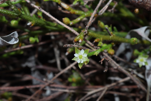 Macarthuria vertex (Macarthuria vertex)