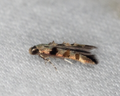Stilbosis tesquella