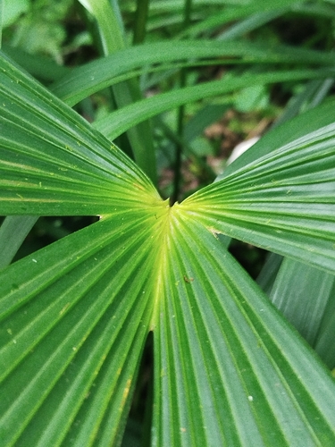 Panama hat plant (Carludovica palmata)