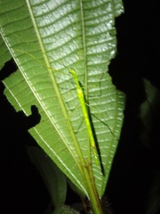 Cesaphasma