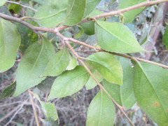 Scolopia mundii