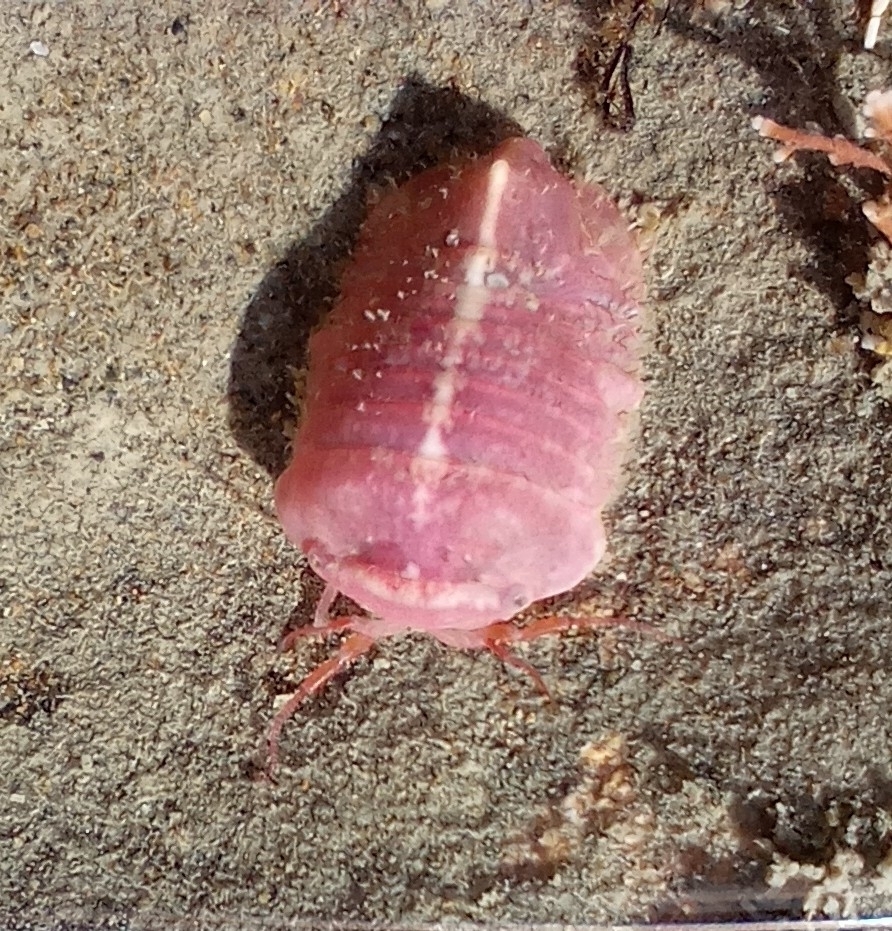 Moruloidea