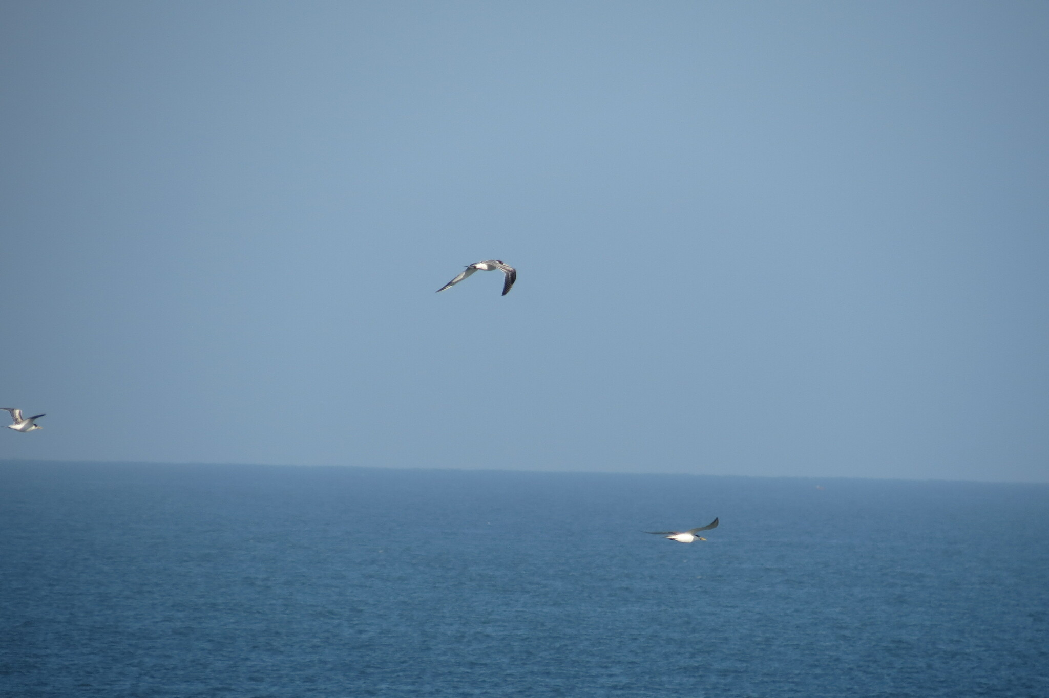 Greater Crested Tern