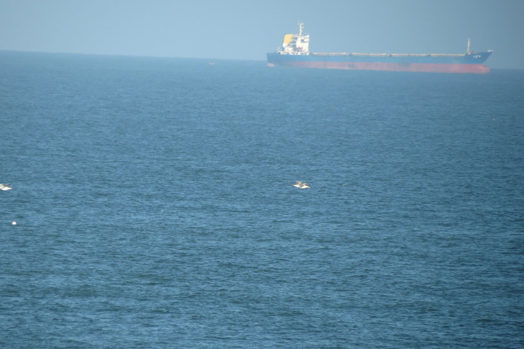 Greater Crested Tern