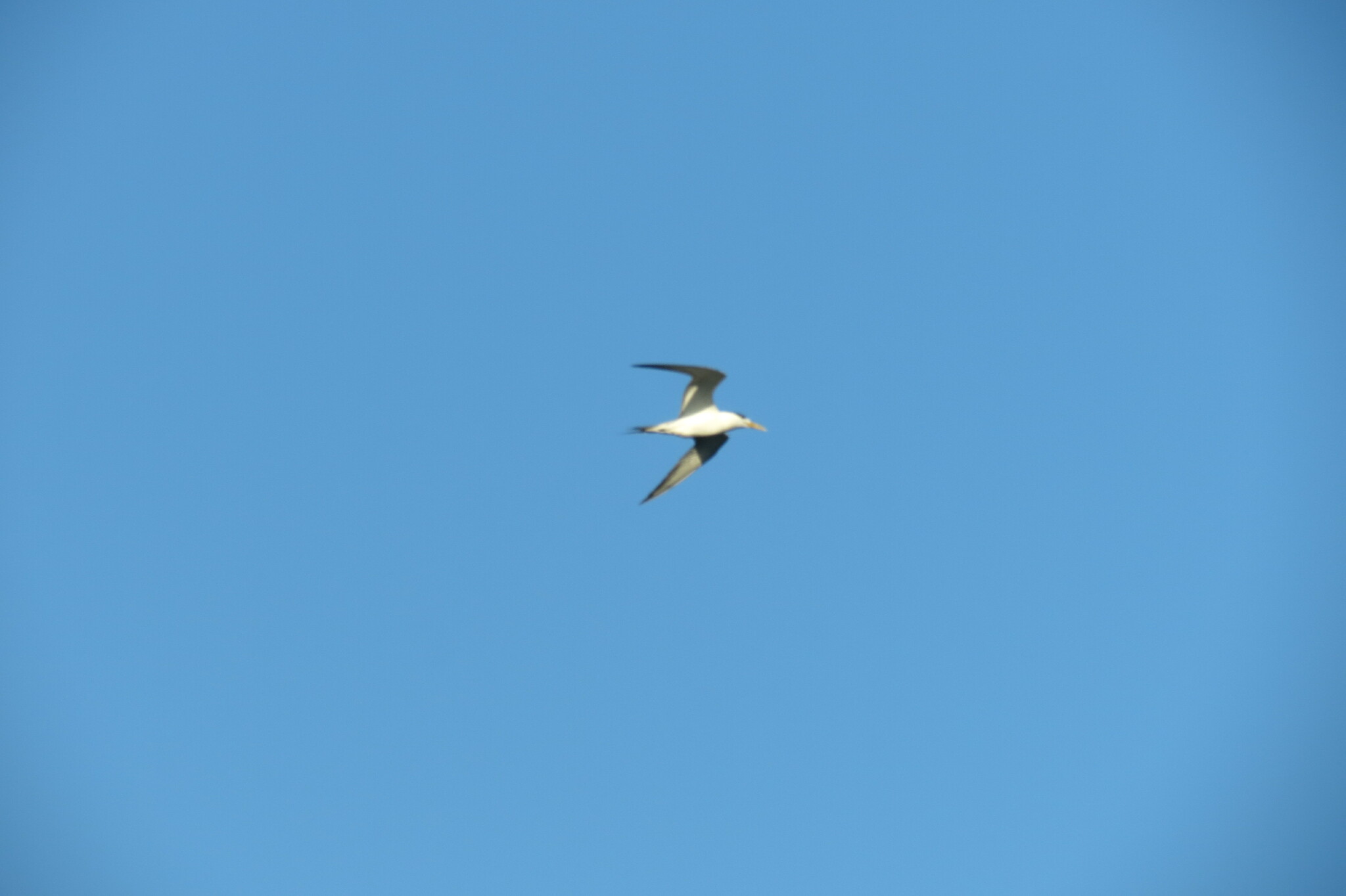 Greater Crested Tern