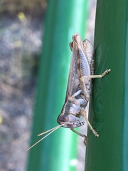 Melanoplus packardii