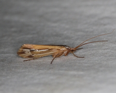 Limnephilus ornatus