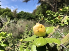 Pereskiopsis diguetii