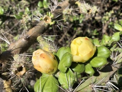 Pereskiopsis diguetii
