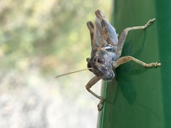 Melanoplus packardii