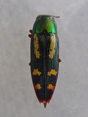 Buprestis rufipes