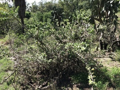 Pereskiopsis diguetii