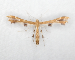 Geina periscelidactylus