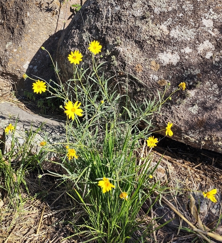 Zexmenia buphtalmiflora, photograph 6