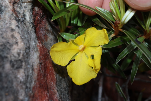 Hibbertia candicans observed 2024-12-09