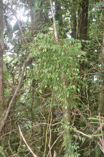 Begonia sarmentosa