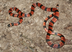 Annellated Coral Snake photo 4