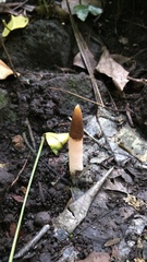 Mutinus albotruncatus