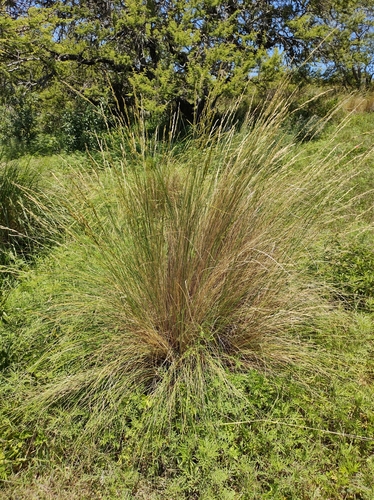 Festuca hieronymi