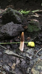 Mutinus albotruncatus