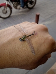 Erpetogomphus