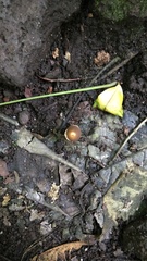 Mutinus albotruncatus