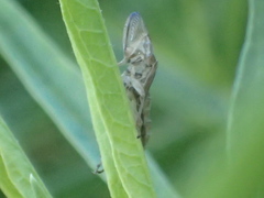 Homalodisca vitripennis