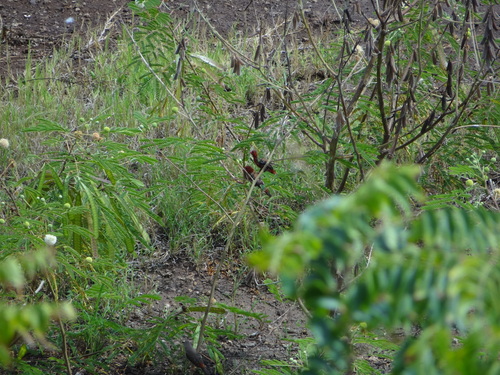 Amandava amandava observed 2024-10-12