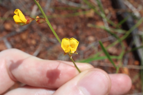 Daviesia reclinata observed 2024-12-09