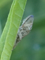 Homalodisca vitripennis