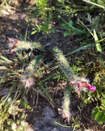 Portulaca eruca (Portulaca eruca)