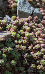 Sedum glaucophyllum