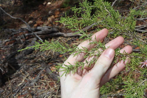 Image of Calytrix exstipulata by (c) Thomas Mesaglio, some rights reserved (CC BY)