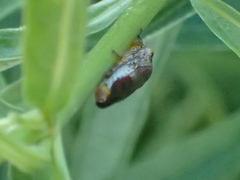 Homalodisca vitripennis