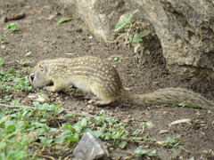 Ictidomys parvidens