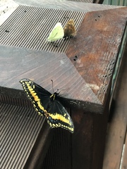 Papilio brevicauda