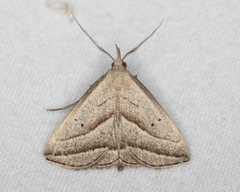 Macrochilo absorptalis