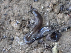Endeavouria septemlineata