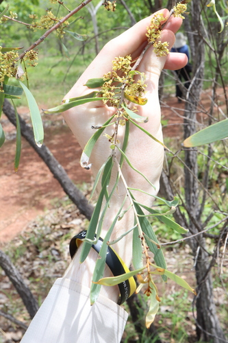 Image of Hakea arborescens by (c) Thomas Mesaglio, some rights reserved (CC BY)